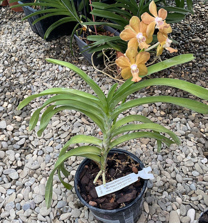 Papilionanda Batram (Papilionanda Mimi Palmer × Vanda denisoniana)