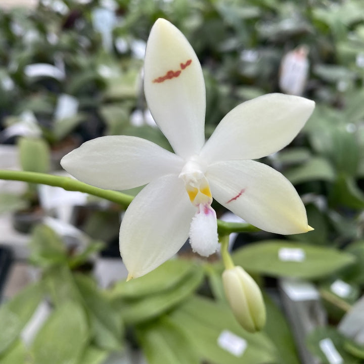 Phalaenopsis Sapphire's Galah (Phal. Purple Martin × Phal. violacea)