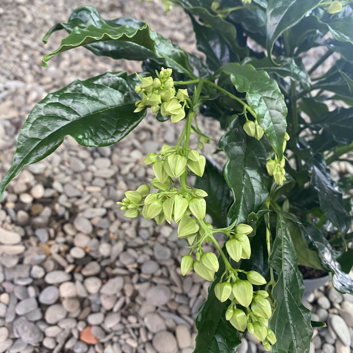 Clerodendrum Wallichii Prospero - Copacul Fericirii