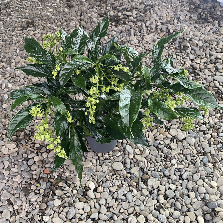 Clerodendrum Wallichii Prospero - Copacul Fericirii