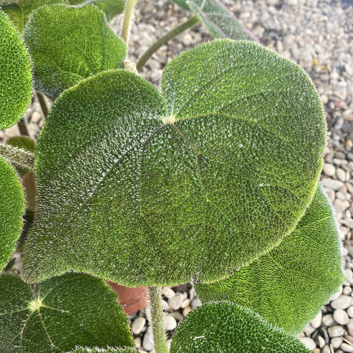 Begonia masoniana Jungle