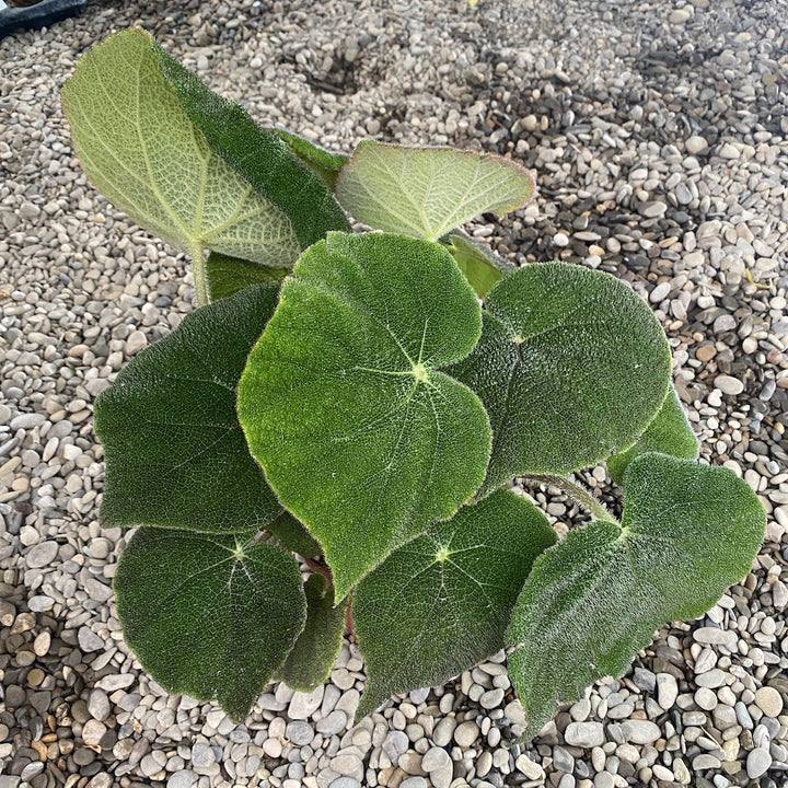 Begonia masoniana Jungle