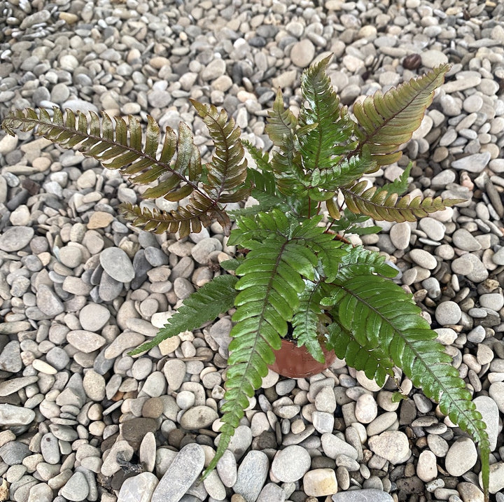 Pteris quadriaurita 'Tricolor