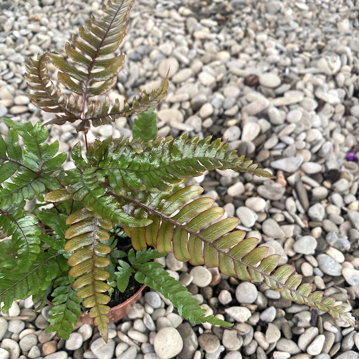 Pteris quadriaurita 'Tricolor