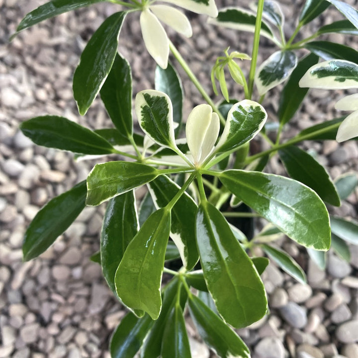 Schefflera Arboricola 'Moondrop'