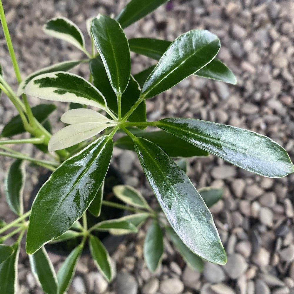 Schefflera Arboricola 'Moondrop'