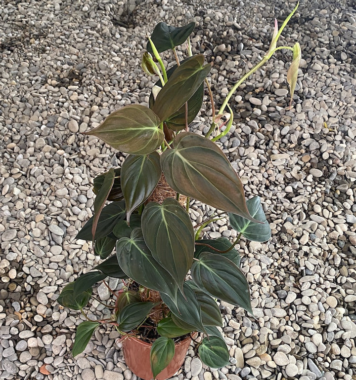 Philodendron scandens subsp. micans