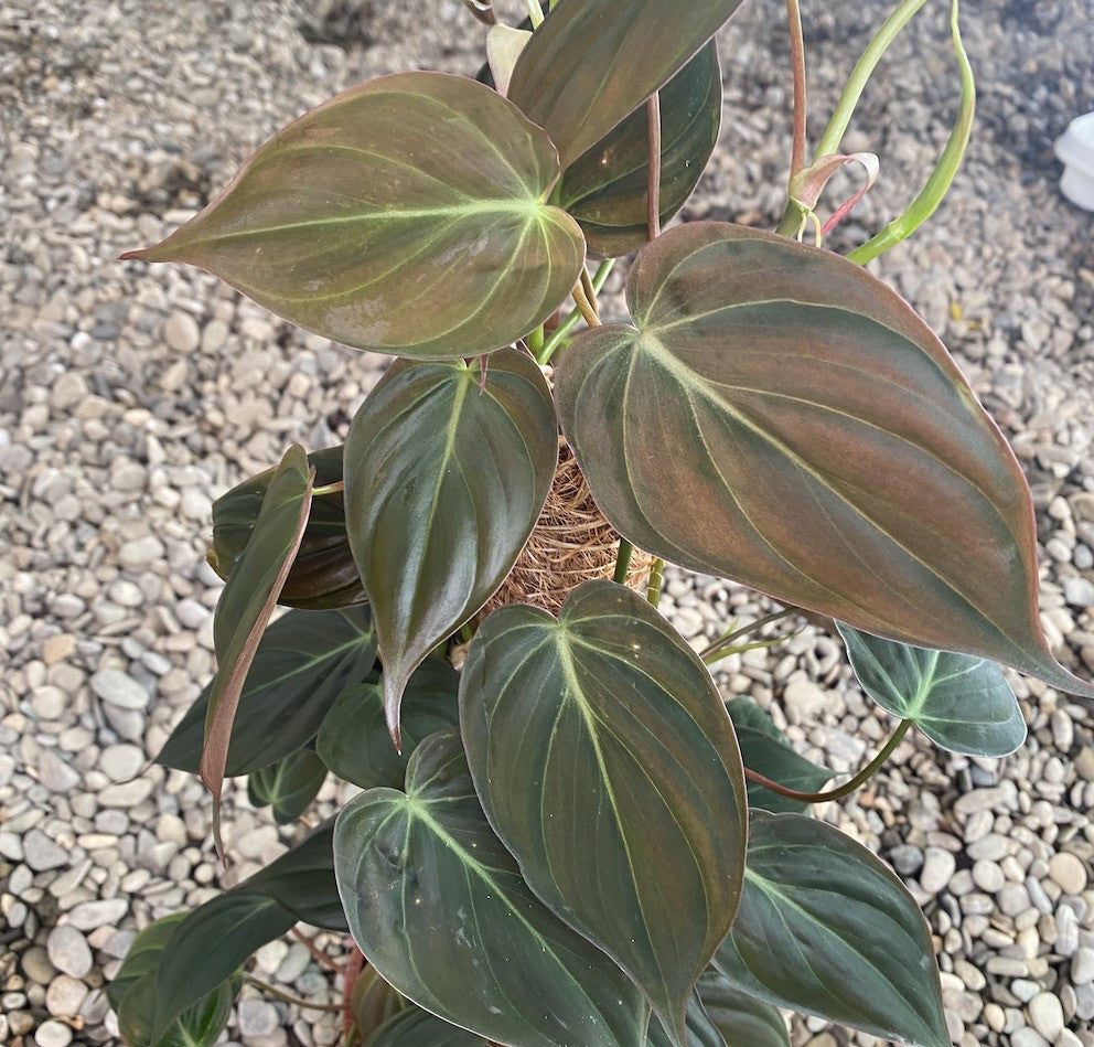 Philodendron scandens subsp. micans (moss stock) – Secret Garden Plant Shop