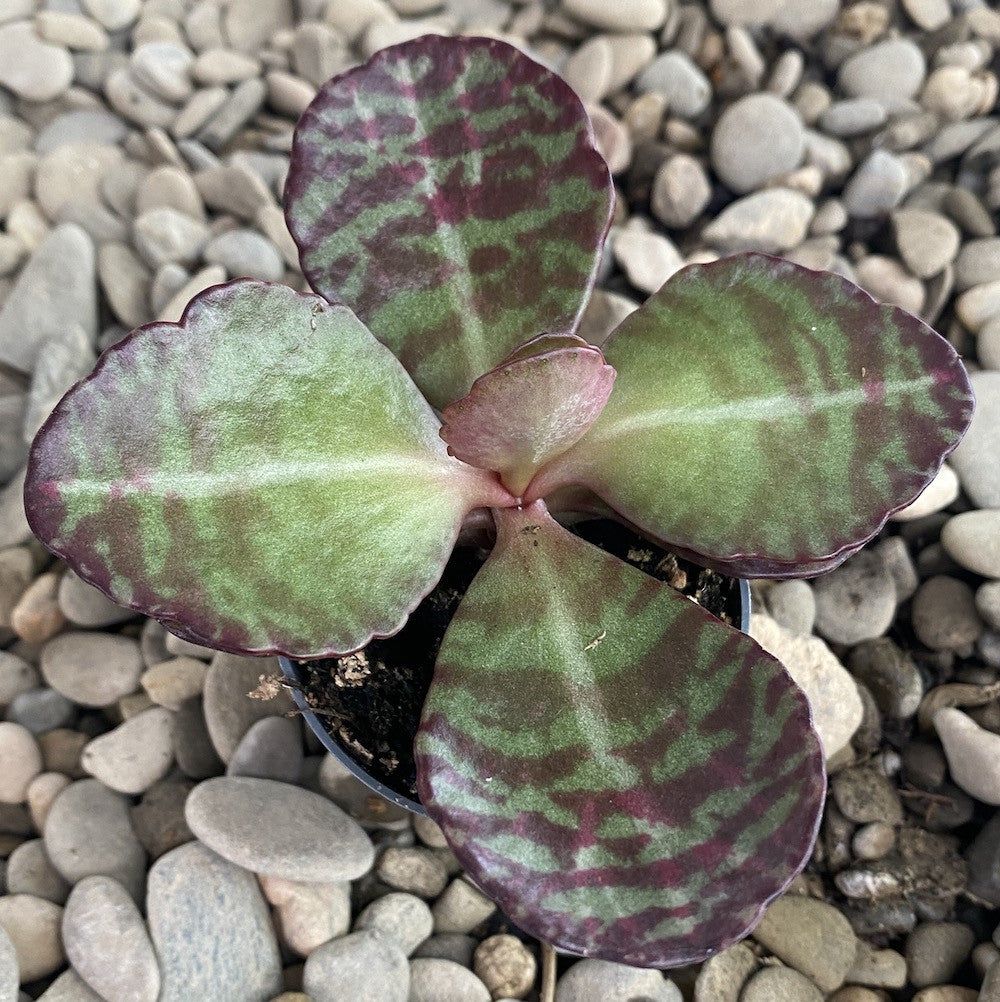 Kalanchoe Desert Surprise