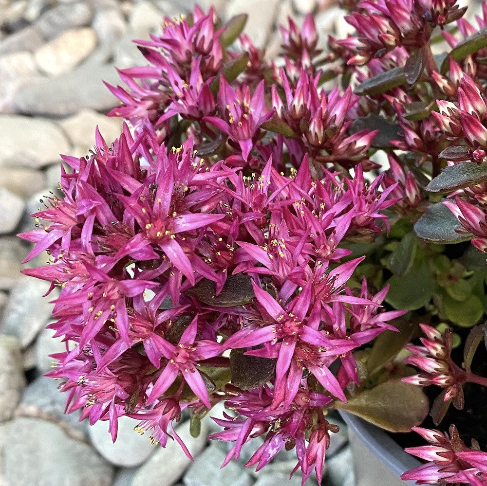 Sedum spectabile 'Septemberglut'