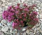 Sedum spectabile 'Septemberglut'