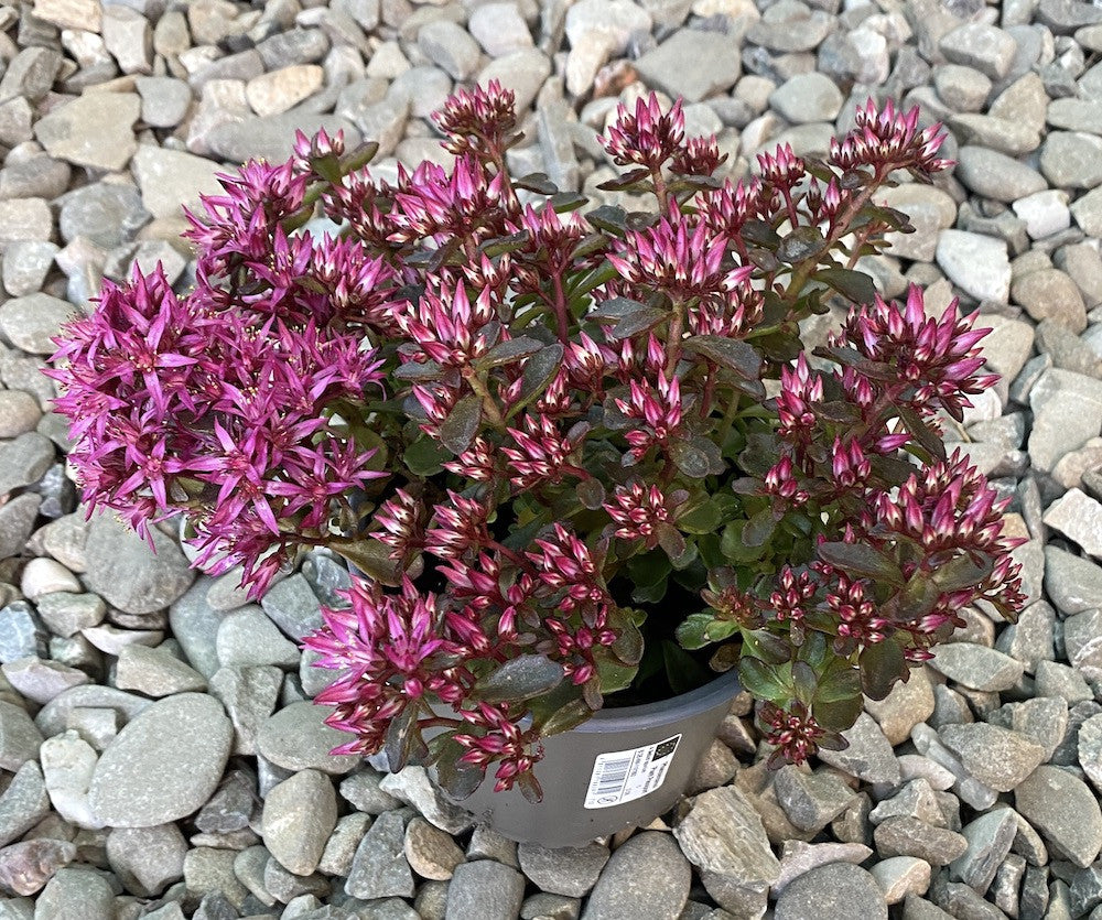 Sedum spectabile 'Septemberglut'
