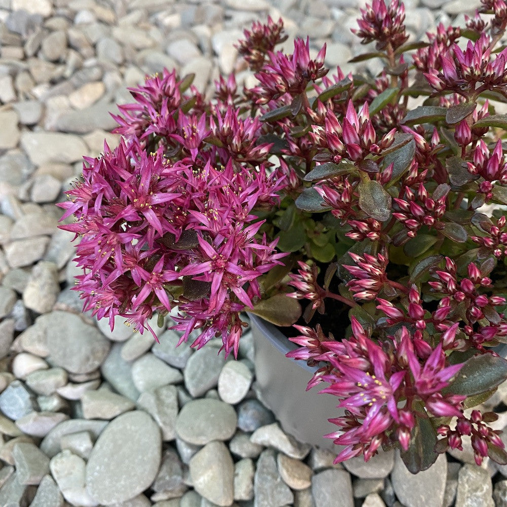 Sedum spectabile 'Septemberglut'
