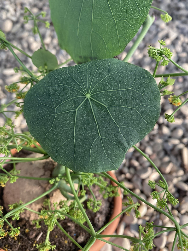 Stephania pierrei Cepharantha var. Hayata