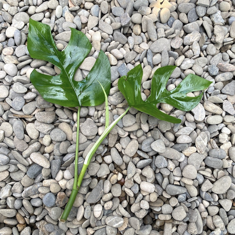 Stecklinge Monstera Minima (nicht bewurzelt) – Secret Garden Plant Shop