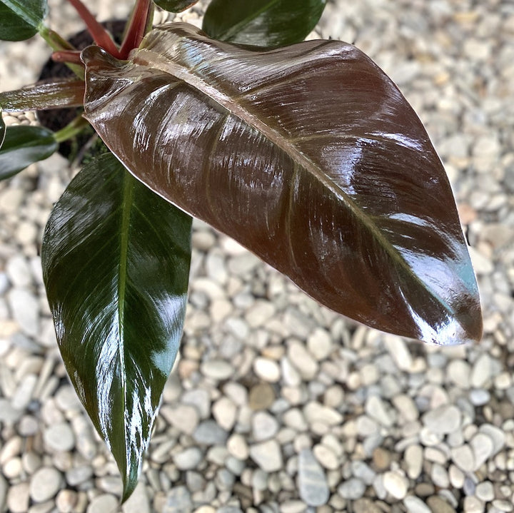 Philodendron Imperial Red - Filodendron, pret atractiv, disponibil online