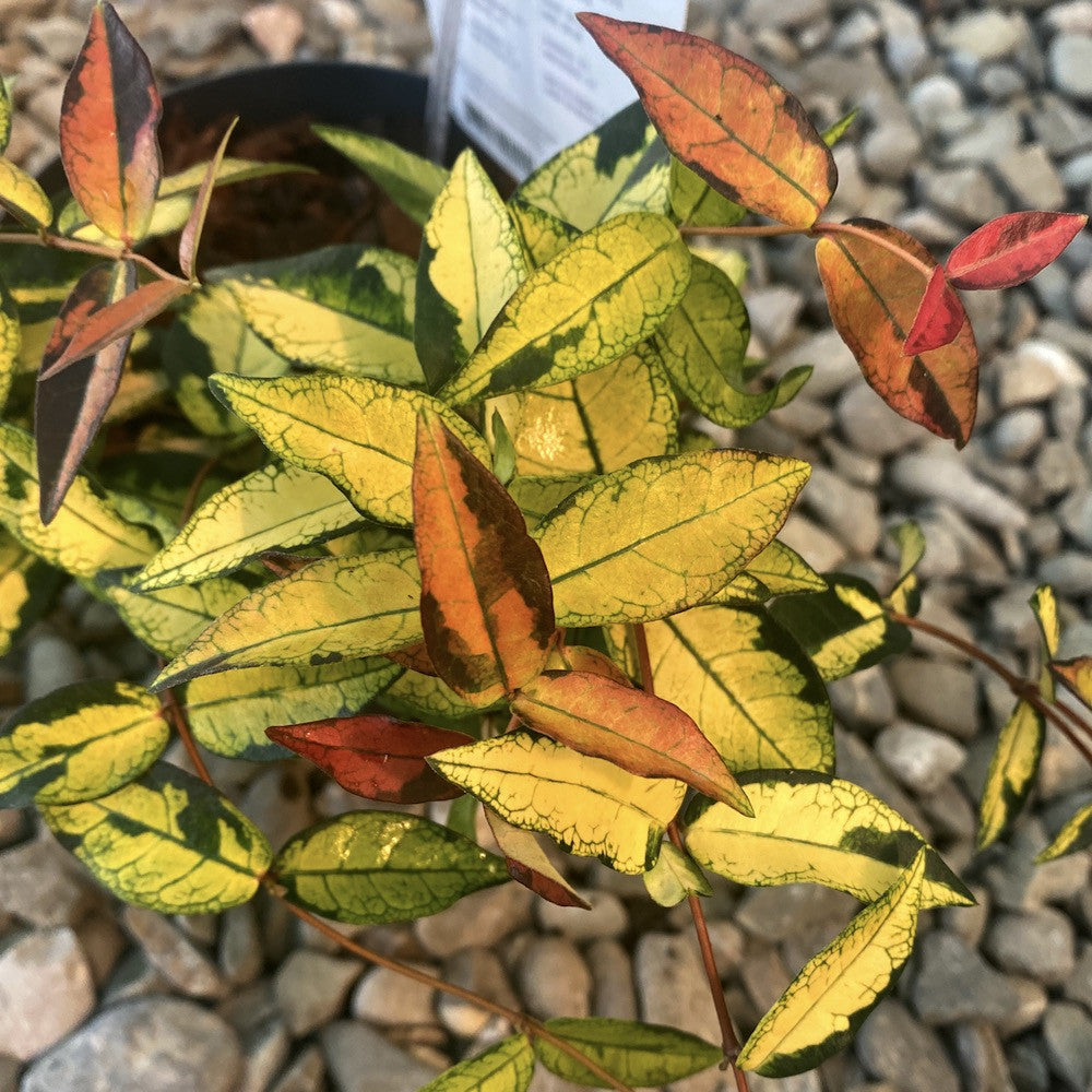 Trachelospermum asiaticum 'Summer Sunset'