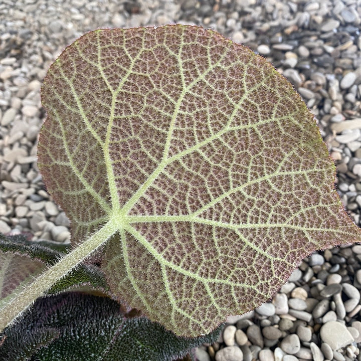 Begonia masoniana River