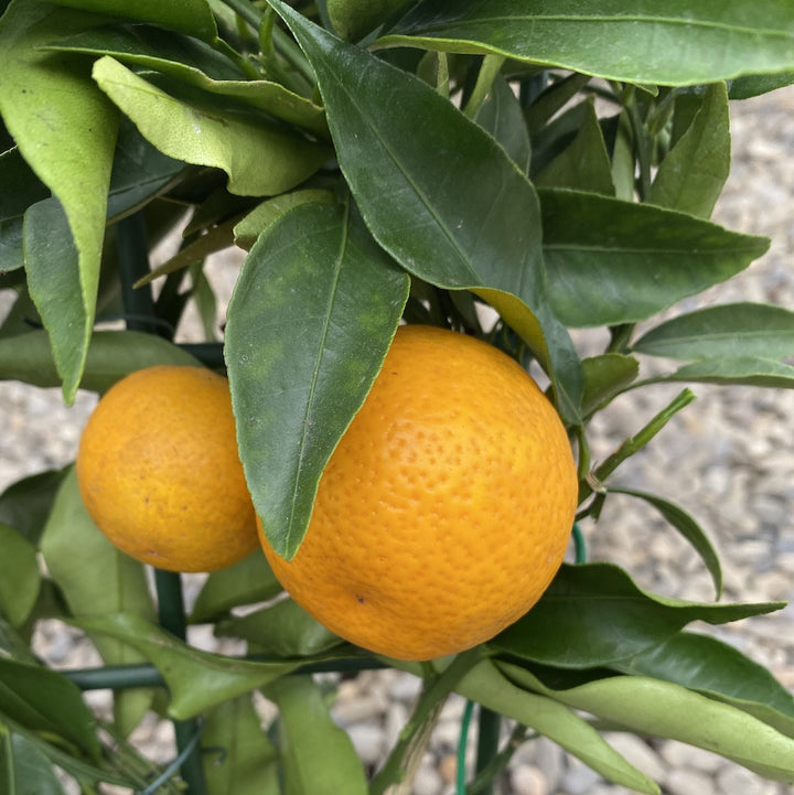 Citrus Kumquat Osha cu fructe comestibile, pret atractiv, livrare rapida