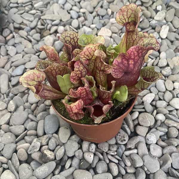 Sarracenia purpurea (planta ulcior)