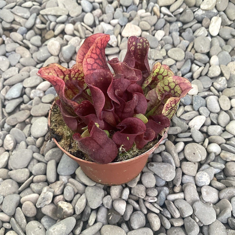 Sarracenia purpurea  (planta ulcior)