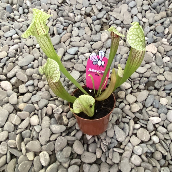 Sarracenia Eva - Planta Ulcior, specii deosebite la preturi atractive!