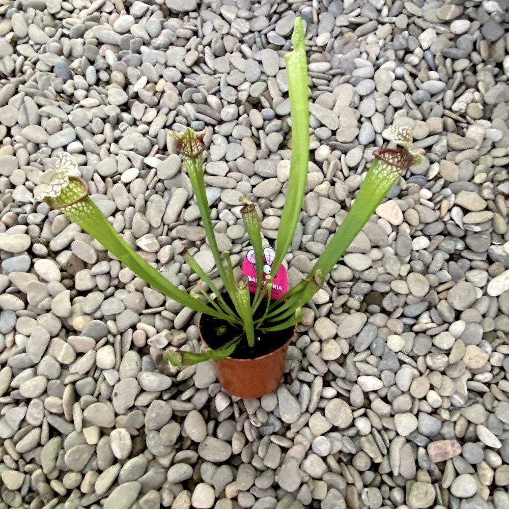 Sarracenia Leuophylla XL - Planta Ulcior