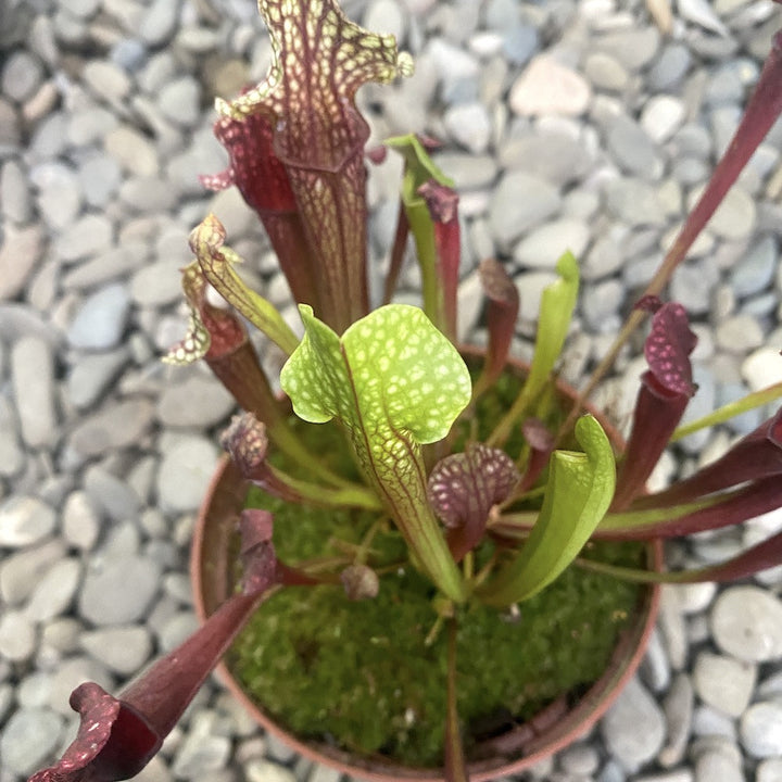 Sarracenia - planta ulcior