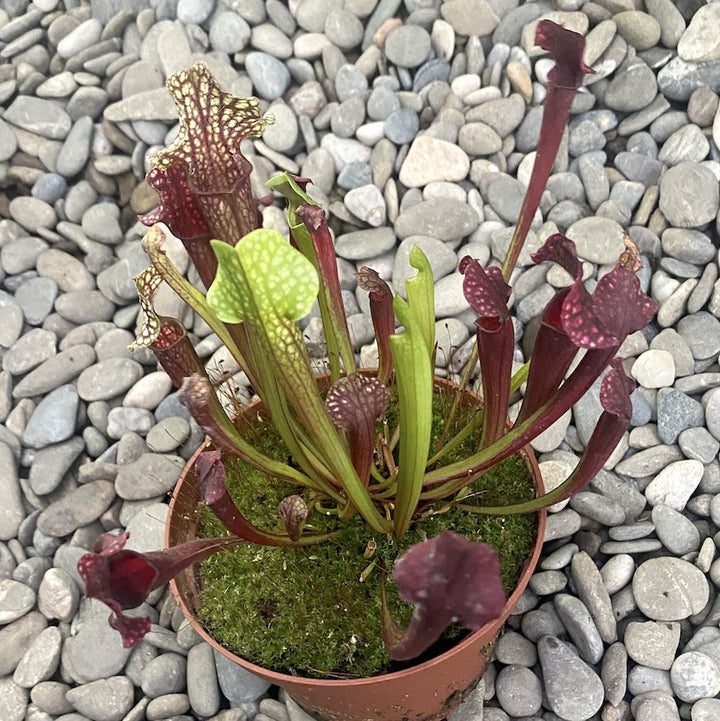 Sarracenia - planta ulcior