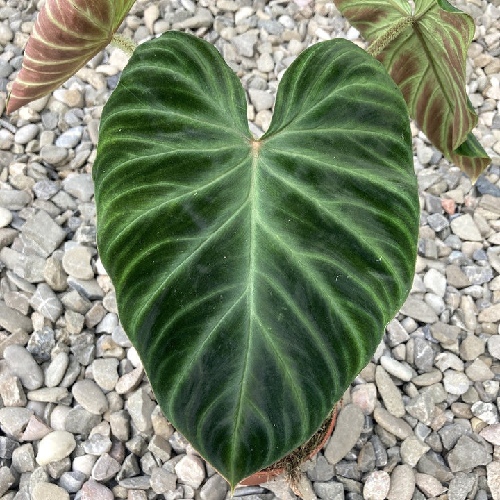 Philodendron Verrucosum Incensi