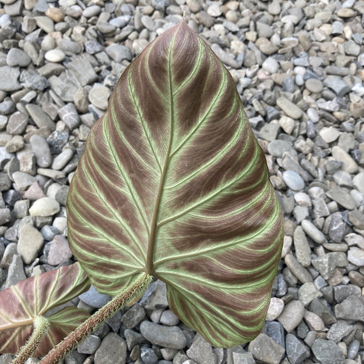 Philodendron Verrucosum Incensi