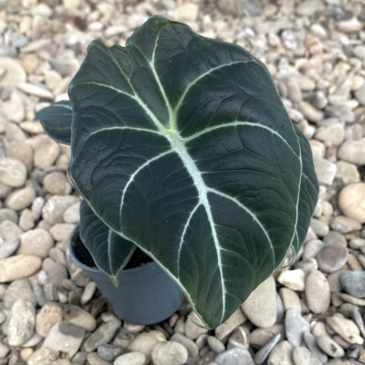 Alocasia Black Velvet - specii rare de alocasia de vanzare la cele mai bune preturi!