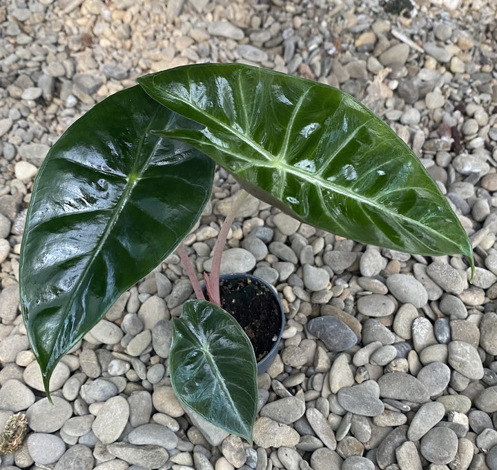 Alocasia Pink Dragon