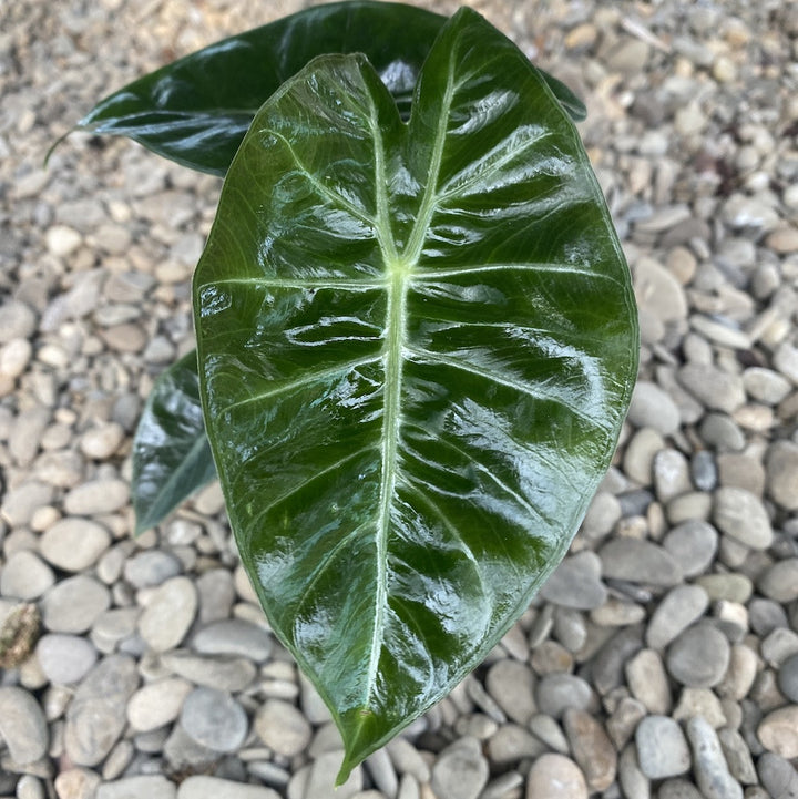 Alocasia Pink Dragon