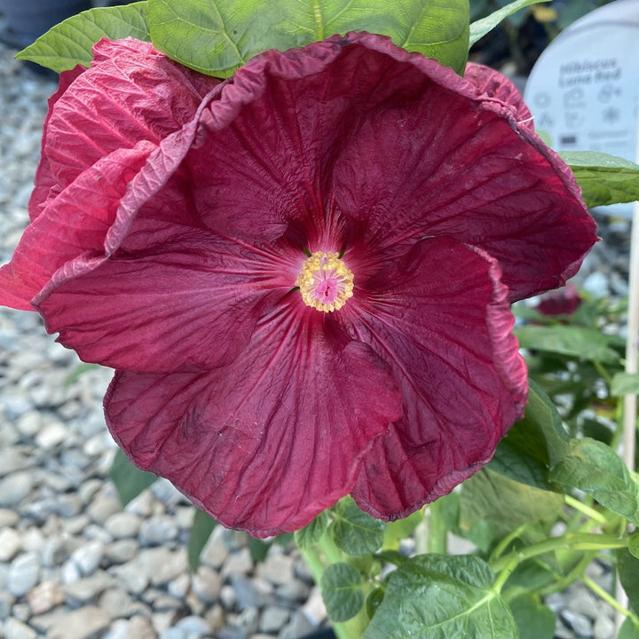 Trandafir japnoez, Hibiscus Moscheutos Luna Red - floarea mare, pret atractiv