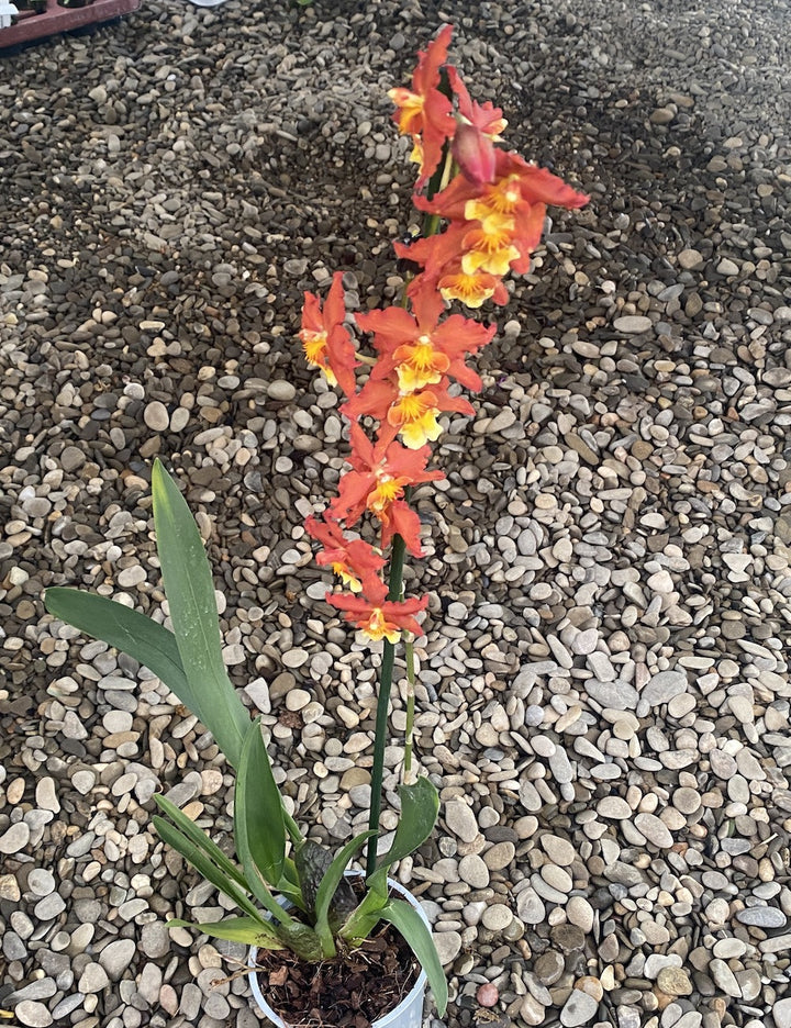 Oncidium Sweet Baby Caramel