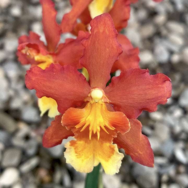 Oncidium Sweet Baby Caramel