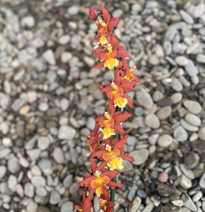 Oncidium Sweet Baby Caramel