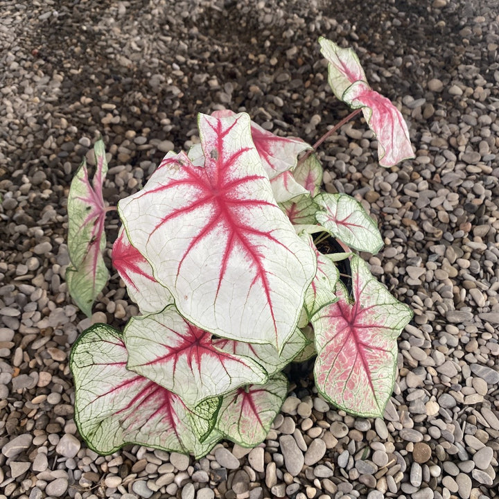 Caladium White Queen