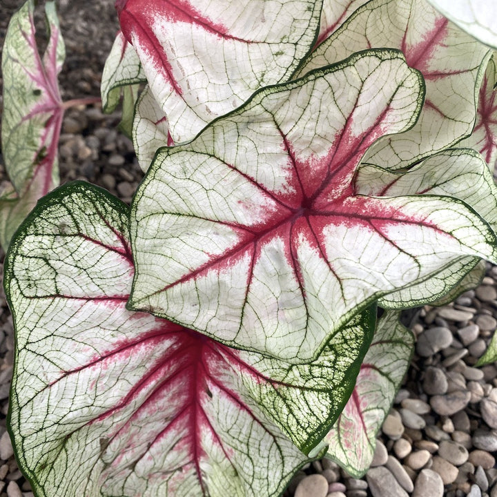 Caladium White Queen