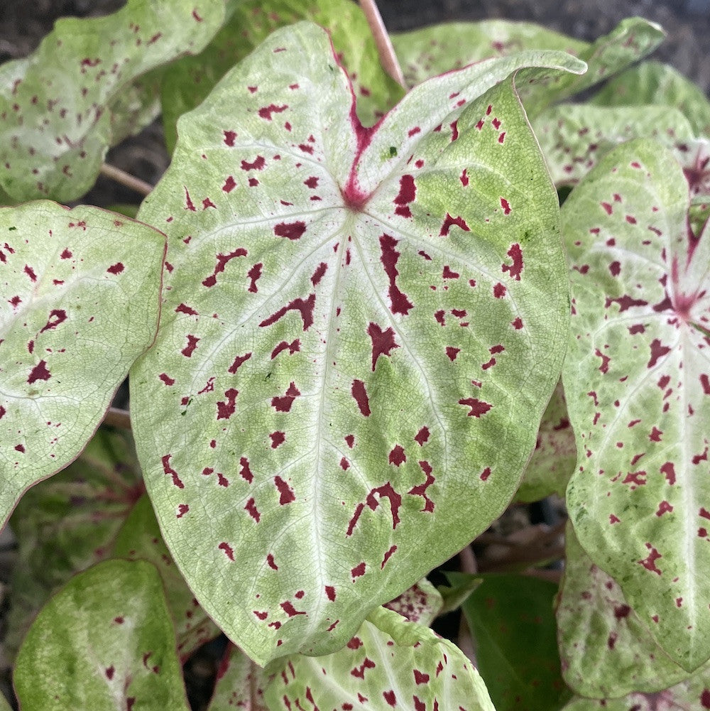 Caladium Miss Muffet