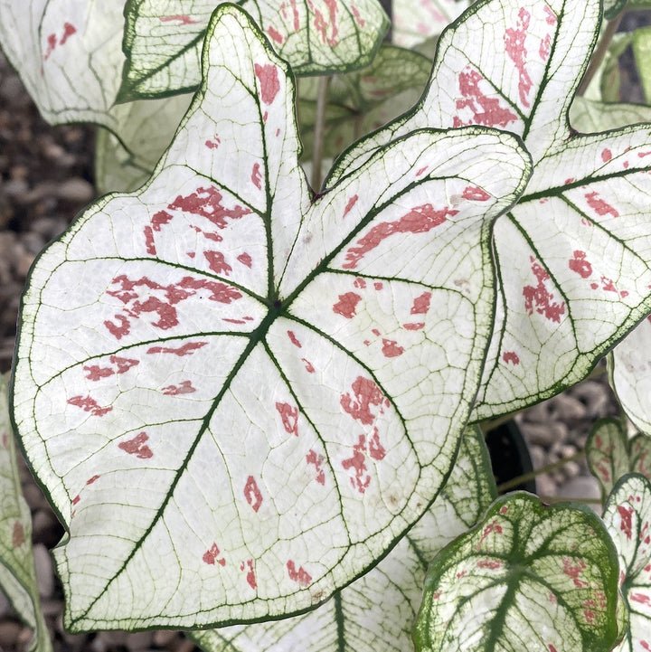 Caladium Strawberry Star XL