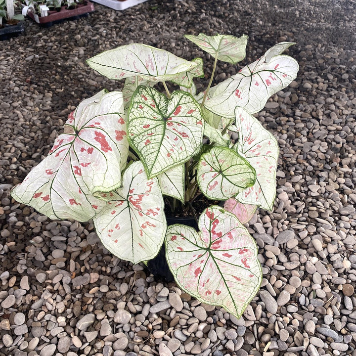 Caladium Strawberry Star XL