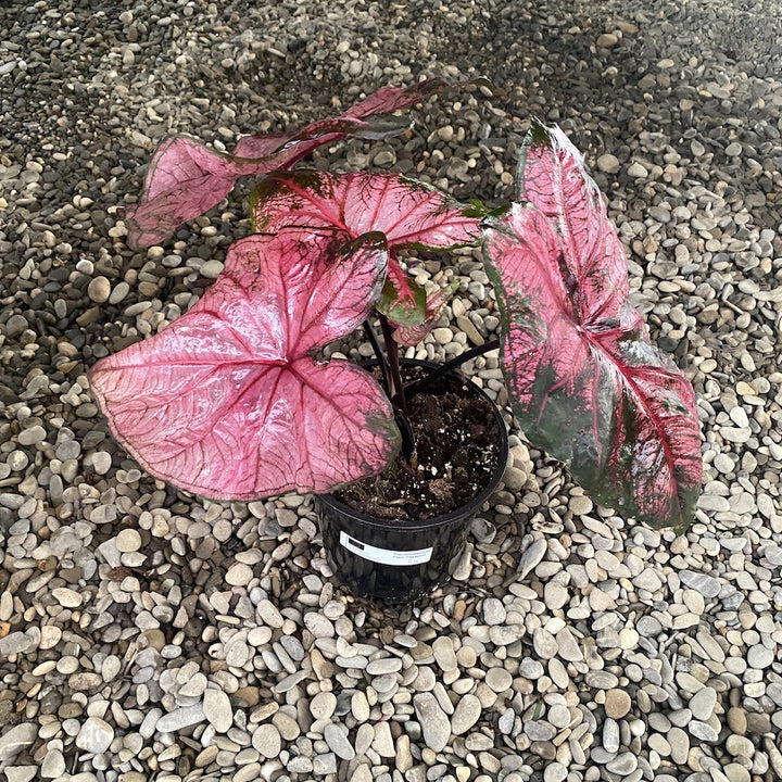 Caladium