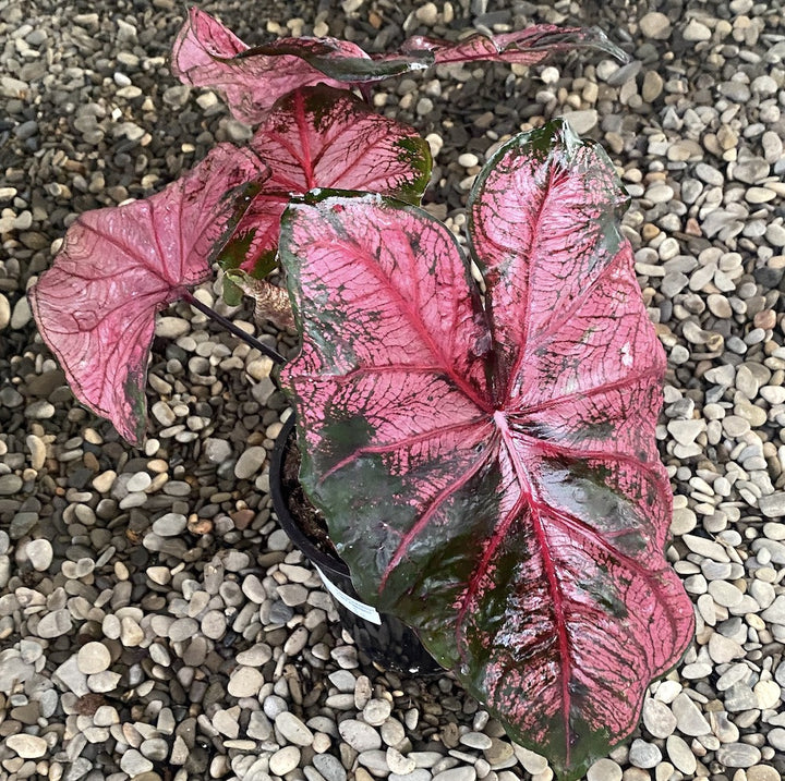 Caladium