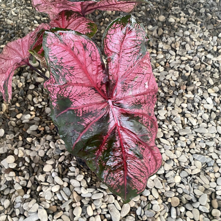 Caladium