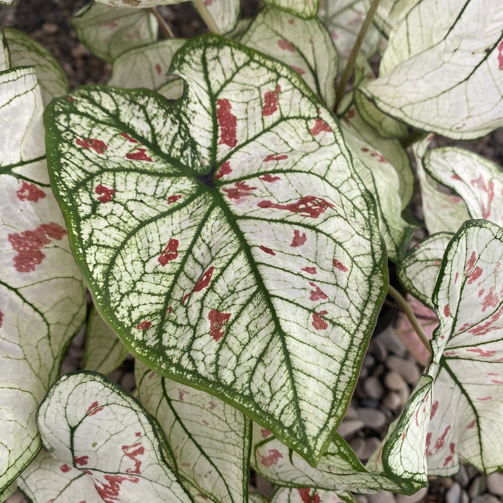 Caladium Strawberry Star XL