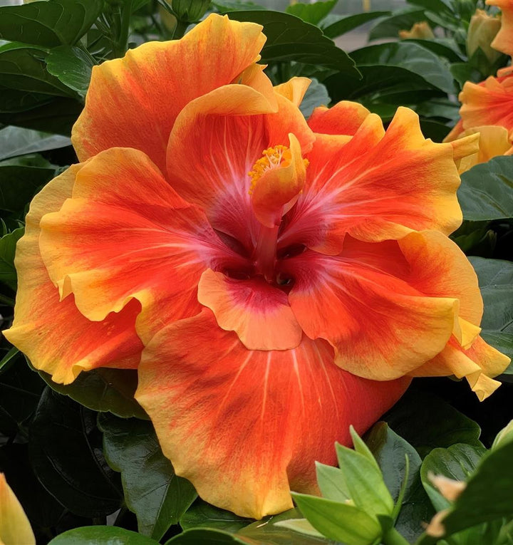 Hibiscus 'Long Life' Appolo - trandafir japonez