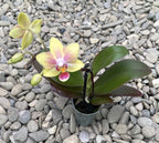 Phalaenopsis mini