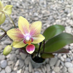 Phalaenopsis mini